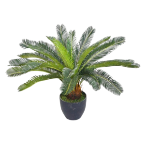 PLANTA SIKA PEQUEÑA