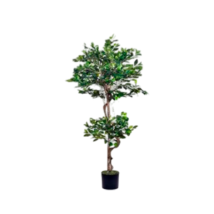 PLANTA BENJAMINA