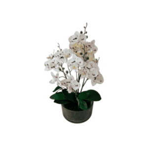ORQUIDEA BLANCA CON POTE TRANSP
