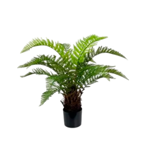 PLANTA ELECHO