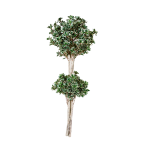PLANTA FLOR PERSA