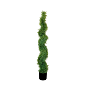 PLANTA CIPRES ENREDADERA