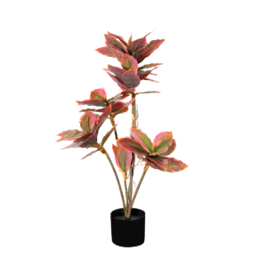 PLANTA ALCALIFA MORADA