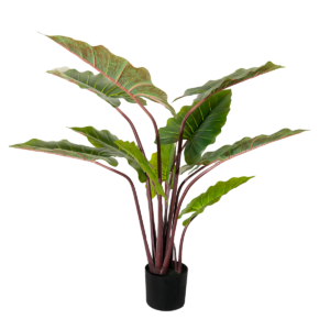 PLANTA HOJA LARGA